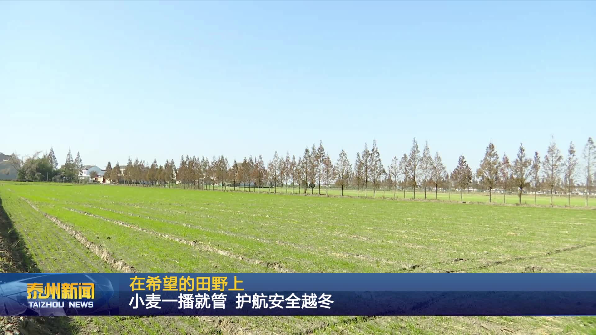 在希望的田野上  小麦一播就管 护航安全越冬